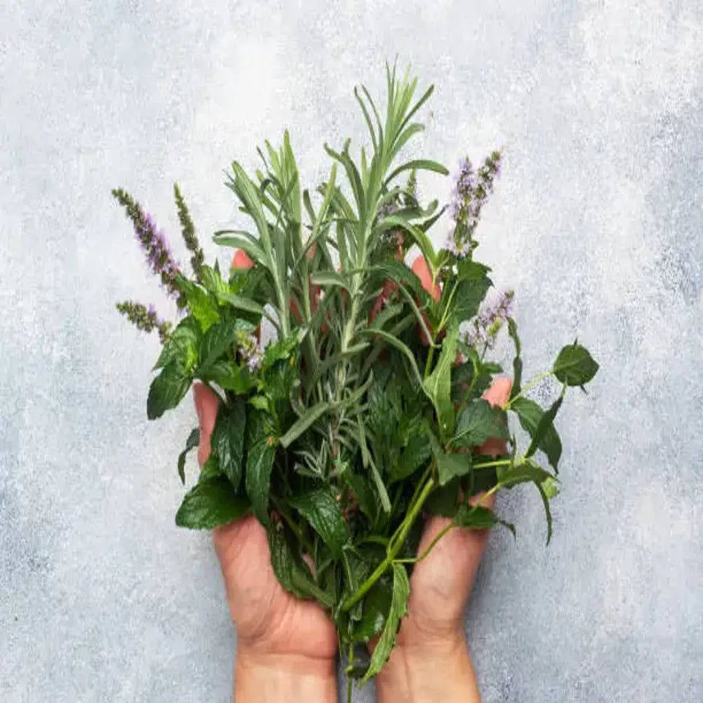 5 Powerful Herbs for Stress Support and Mental Wellbeing