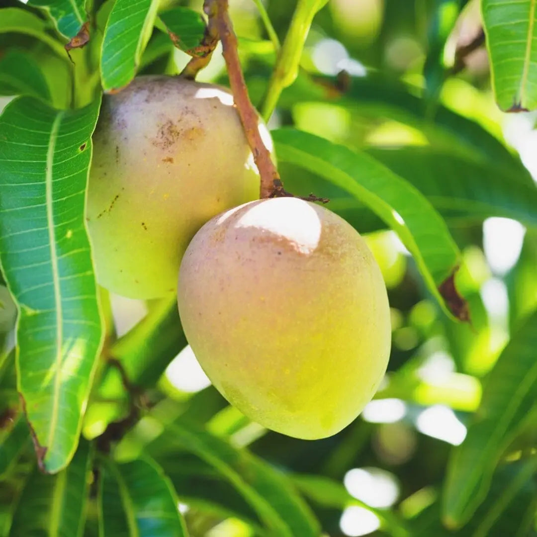 5 Secrets of Mango Leaves you need to Know