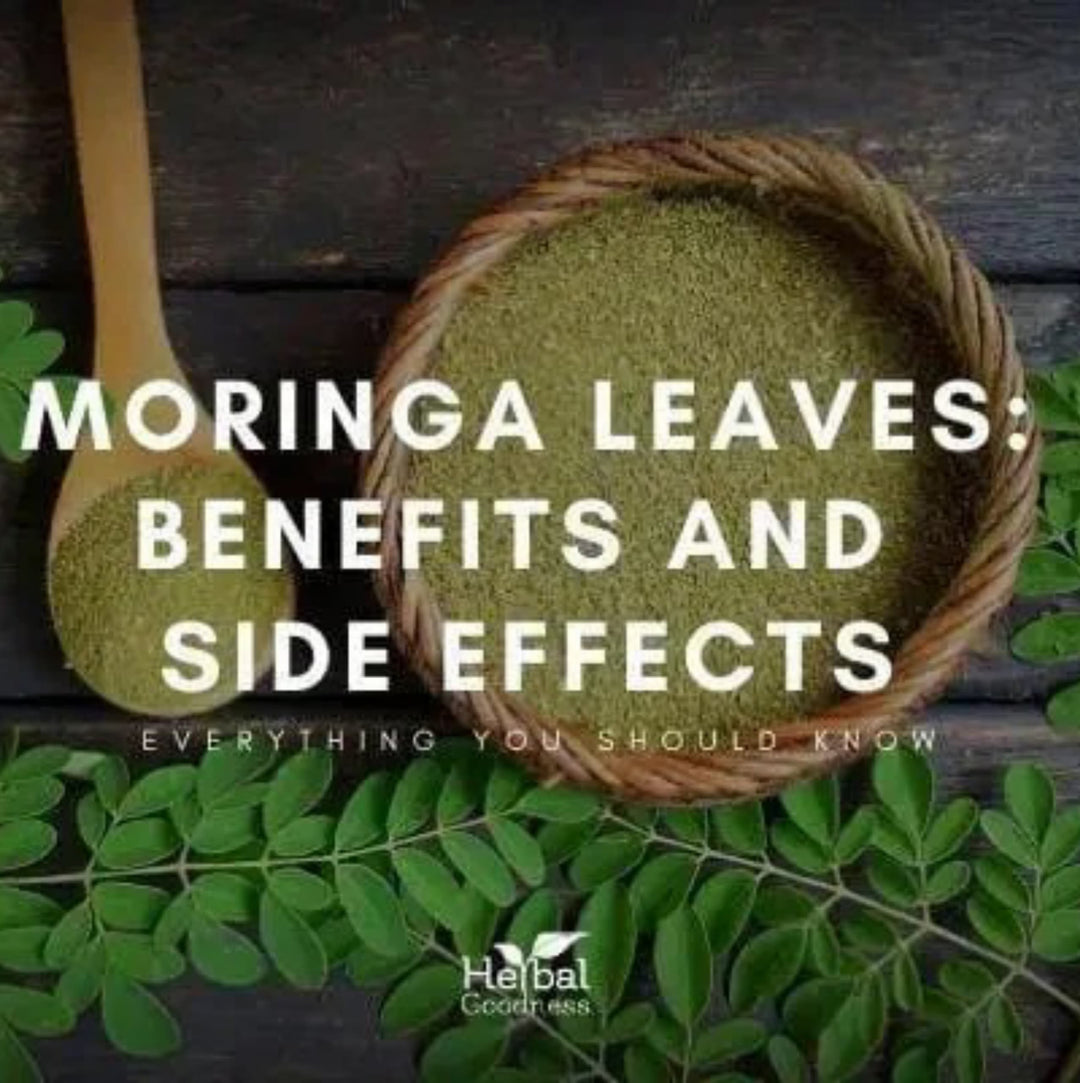 Moringa Leaves Benefits and Effects | Herbal Goodness