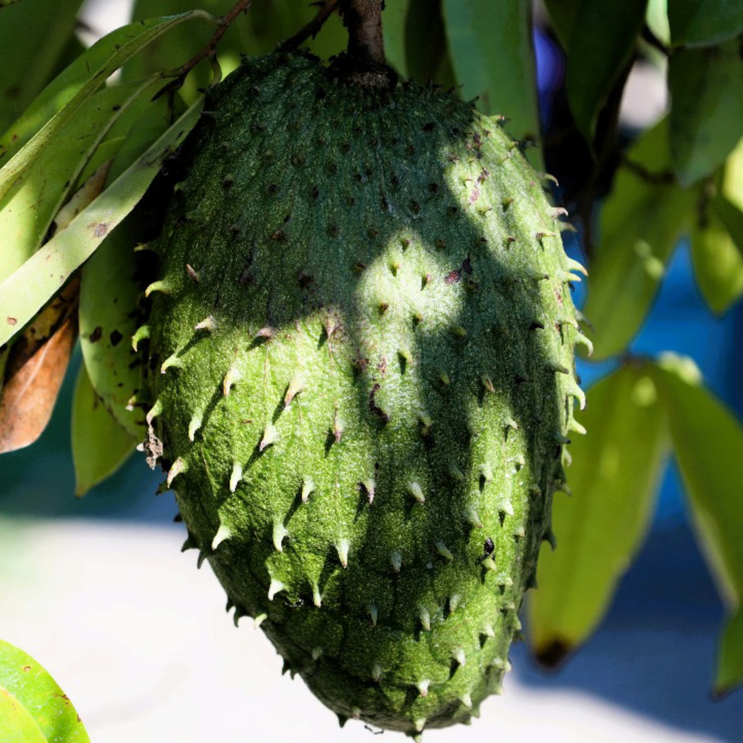 Relaxation: Benefits of Soursop leaf Tea for a Calm Mind | Herbal Goodness