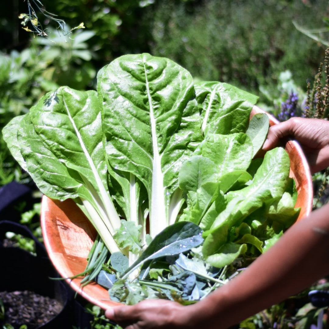 10 Superfoods of 2021 and Benefits | Herbal Goodness