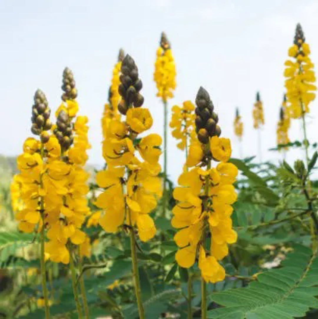 Cat's Claw Benefits and Side Effects | Herbal Goodness
