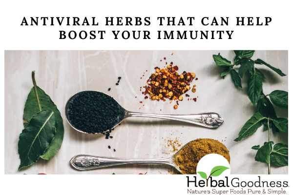 Antiviral Herbs That Can Help Boost Your Immunity | Herbal Goodness
