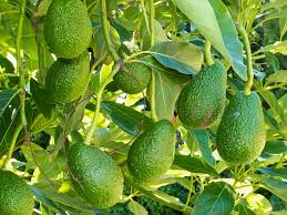 Ripe green avocados on a tree branch, complementing avocado leaf benefits and uses.