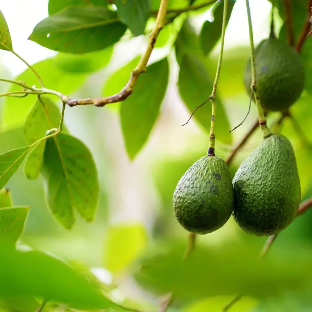 AVOCADO LEAF