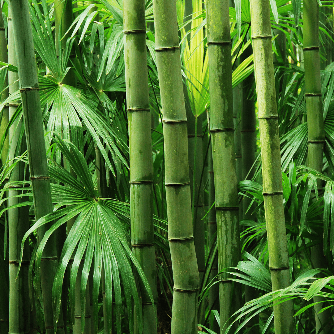 BAMBOO LEAVES