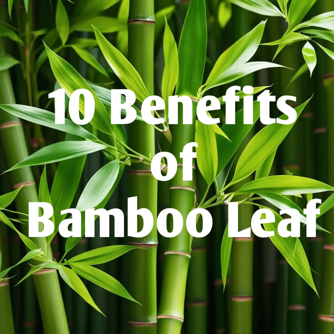 10 Benefits of Bamboo Leaf You May Be Missing Out On | Herbal Goodness
