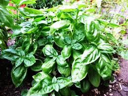 Lush green basil plant with glossy leaves, highlighting its health benefits and flavor.