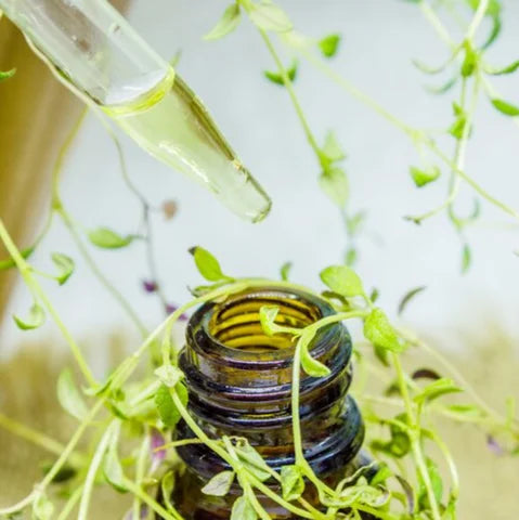 Botanical Ingredients for Supporting Energy and Vitality