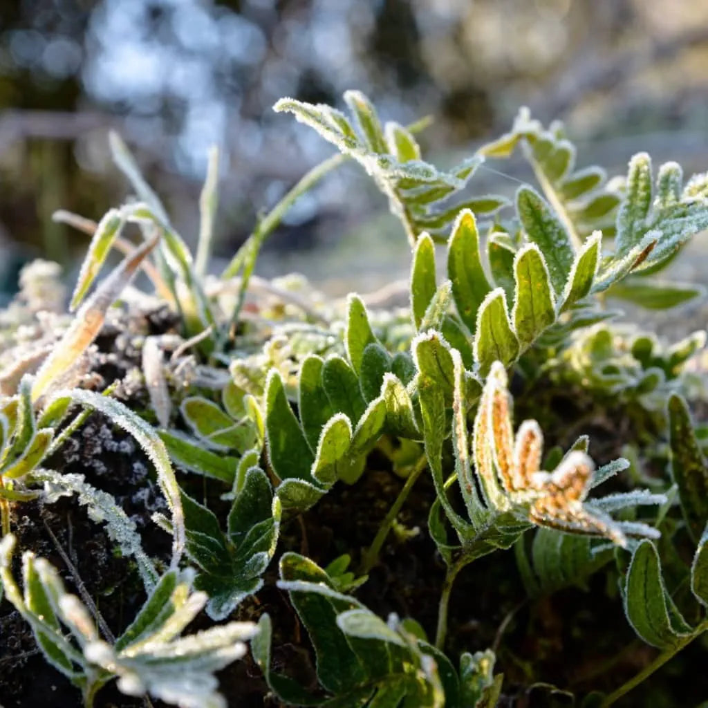 Cat’s Claw Benefits, Uses & Herbal Wellness Guide