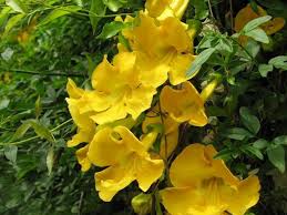 Bright yellow trumpet-shaped flowers of Cat’s Claw, a powerful Amazonian herb for health.