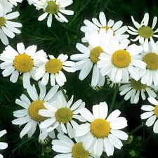 White daisies with yellow centers highlighting chamomile tea’s calming effects on relaxation.