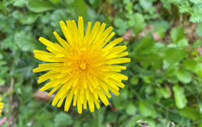 Bright yellow dandelion flower illustrating health benefits and healthy digestion functions.