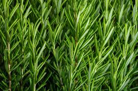 Vibrant green rosemary plants, ideal for promoting hair growth and enhancing dishes.