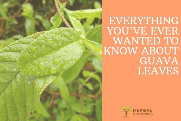 Everything You Ever Wanted to Know About Guava Leaves | Herbal Goodness