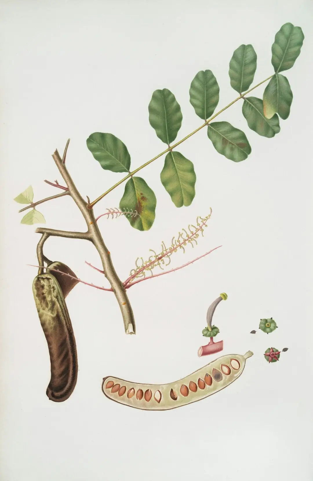 Graviola leaves with seedpod revealing reddish-brown seeds