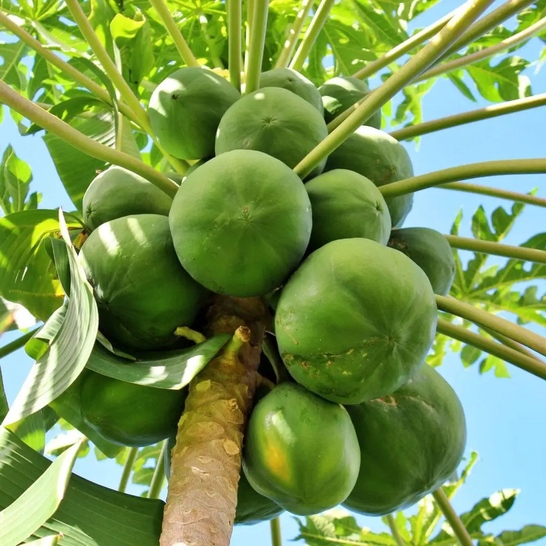 GREEN PAPAYA SUPER FRUIT