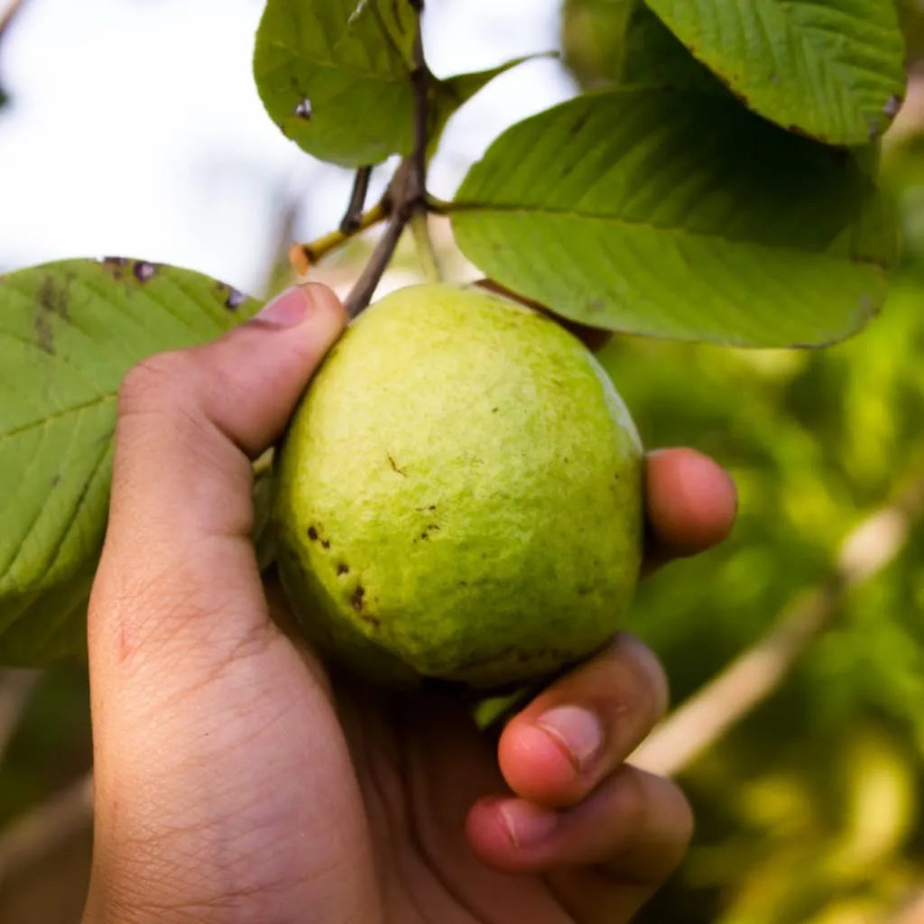 Guava Leaf Extract Benefits: Natural Support for Wellness