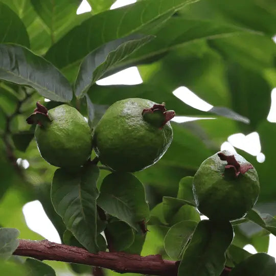 GUAVA LEAF SUPER HERB