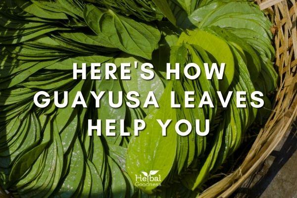 Here's How Guayusa Leaves Help You | Herbal Goodness