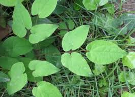 Leafy green plant with heart-shaped leaves in Horny Goat Weed article.