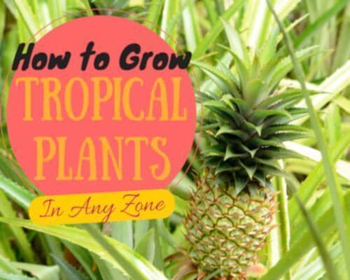 How to Grow Tropical Plants in Any Zone | Herbal Goodness