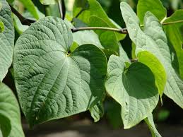 Heart-shaped green leaves with veins, showcasing Kava’s role in Pacific Island cultures.