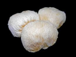 Three whole Lion’s Mane mushrooms showcasing their unique texture and health benefits.