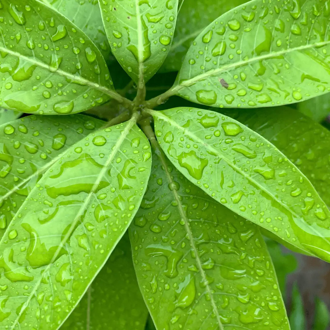 MANGO LEAF SUPER HERB