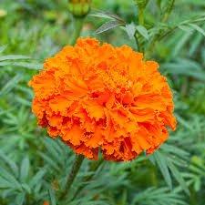 Vibrant orange marigold flower with ruffled petals showcasing health benefits and calendula tea.