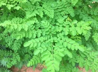 Moringa Leaf: Benefits, Nutrition, and Everyday Uses