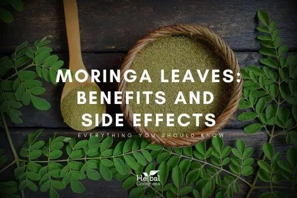 Moringa Leaves Benefits and Effects | Herbal Goodness