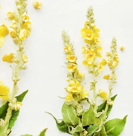 Mullein leaf health benefits and mullein leaf tea