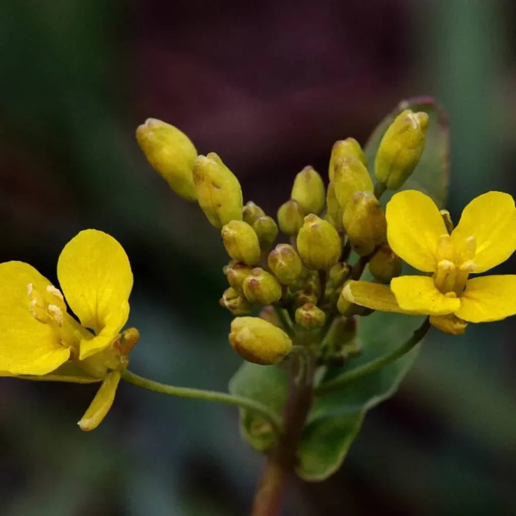 Mullein Leaf: Powerful Benefits for Your Lungs & Overall Wellness