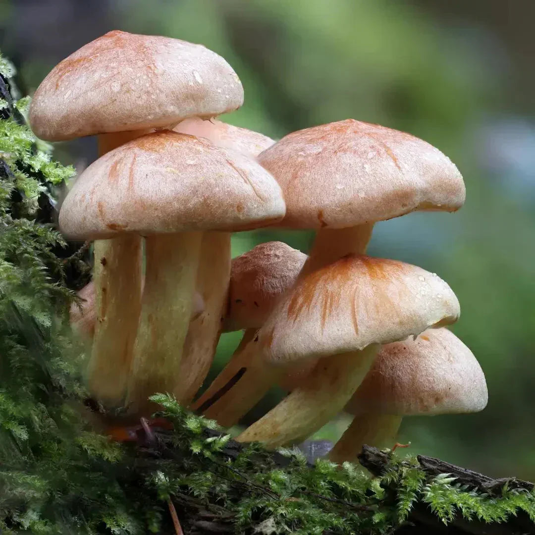 MUSHROOMS SUPERFOOD