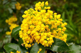 Bright yellow Oregon grape flowers with green leaves showcasing its natural beauty.