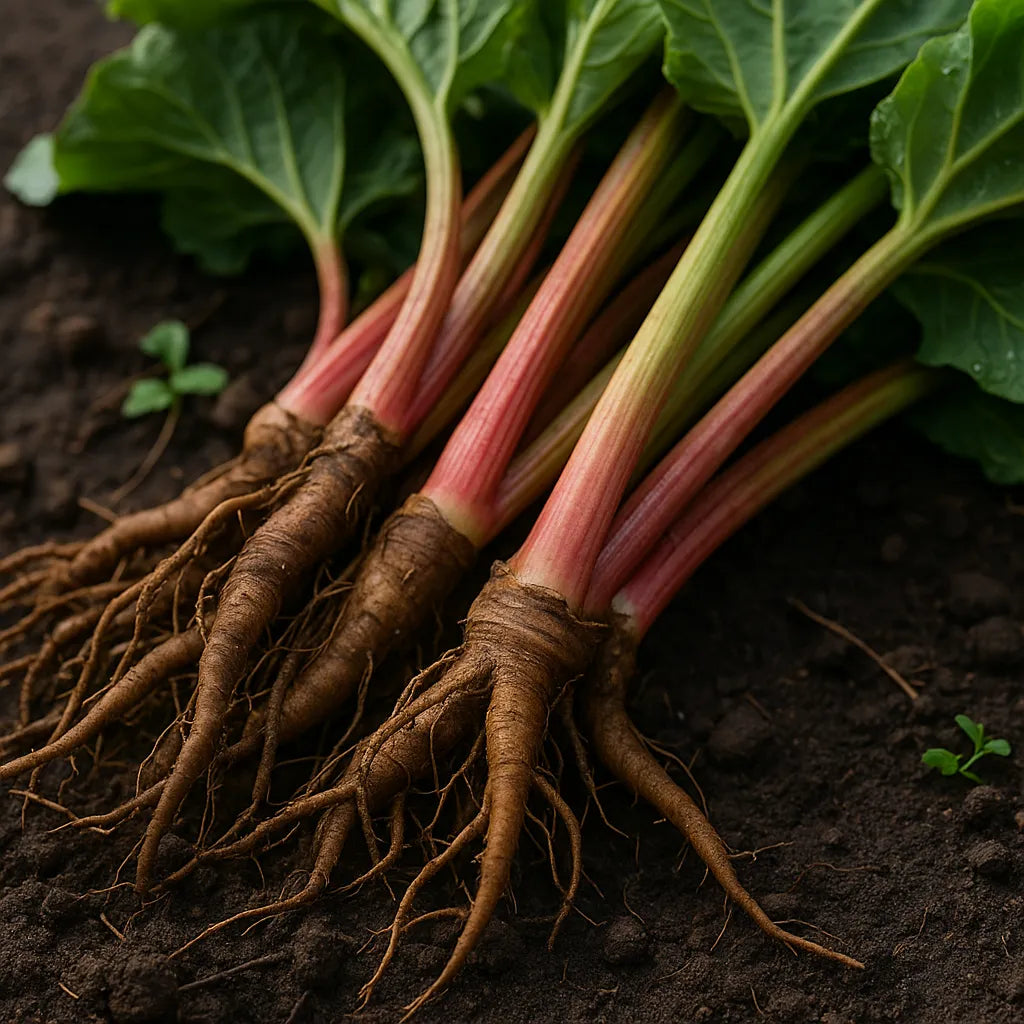 Rhubarb Roots Benefits and Side Effects: What You Should Know Before Buying