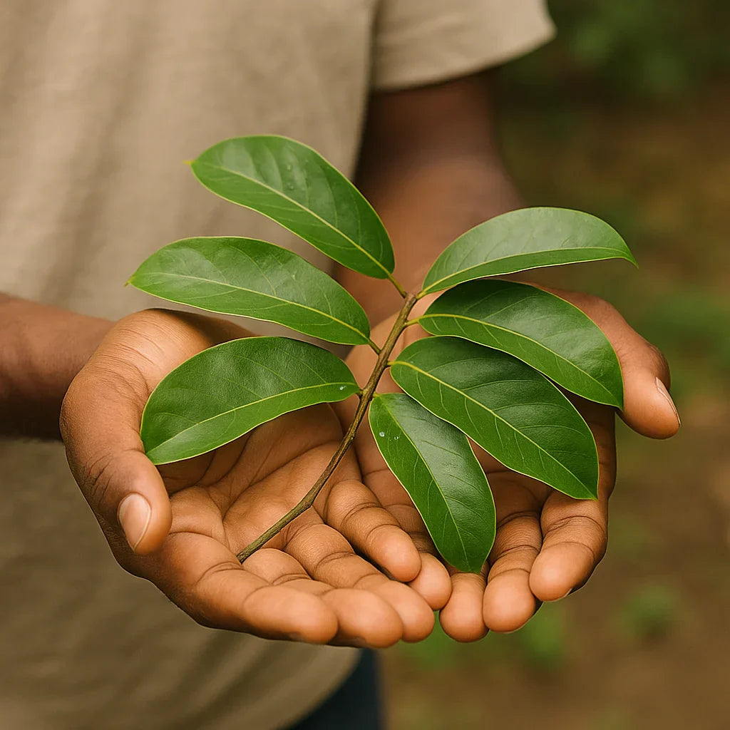 Soursop Leaf: The Ultimate Guide to Graviola Extract, Tea & Wellness Benefits