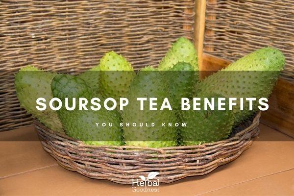 Soursop Tea Benefits You Should Know | Herbal Goodness