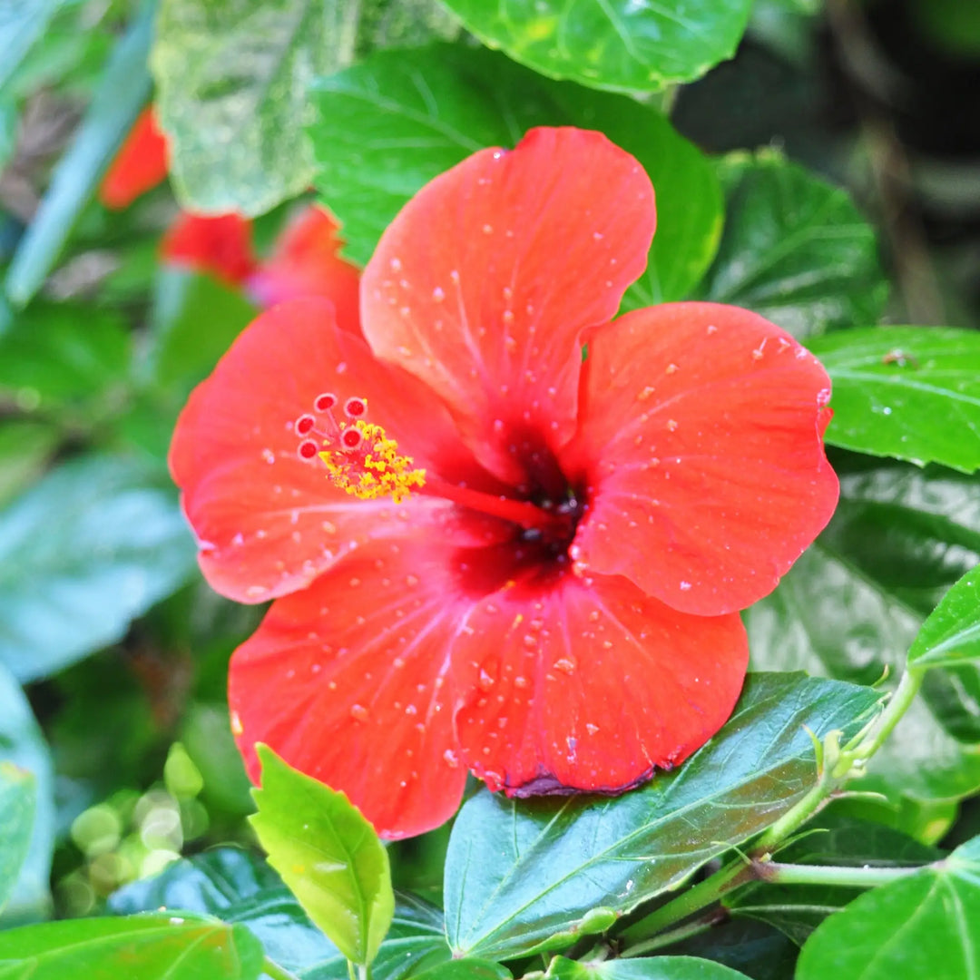 Vibrant red hibiscus flower with yellow stamen for heart health in hibiscus tea.