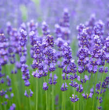 Vibrant purple lavender flowers in full bloom, a natural remedy for skin care and relaxation.