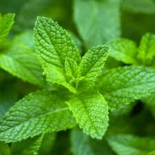 Fresh mint leaves showcasing vibrant green texture for peppermint essential oil benefits.