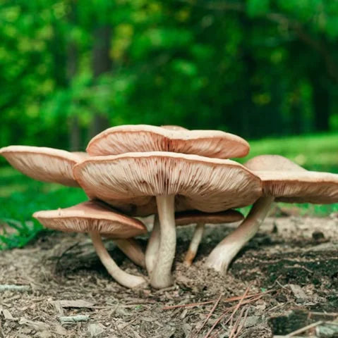 The Power of Mushrooms: Unlocking the Benefits of Mushroom Liquid Extract for Your Health
