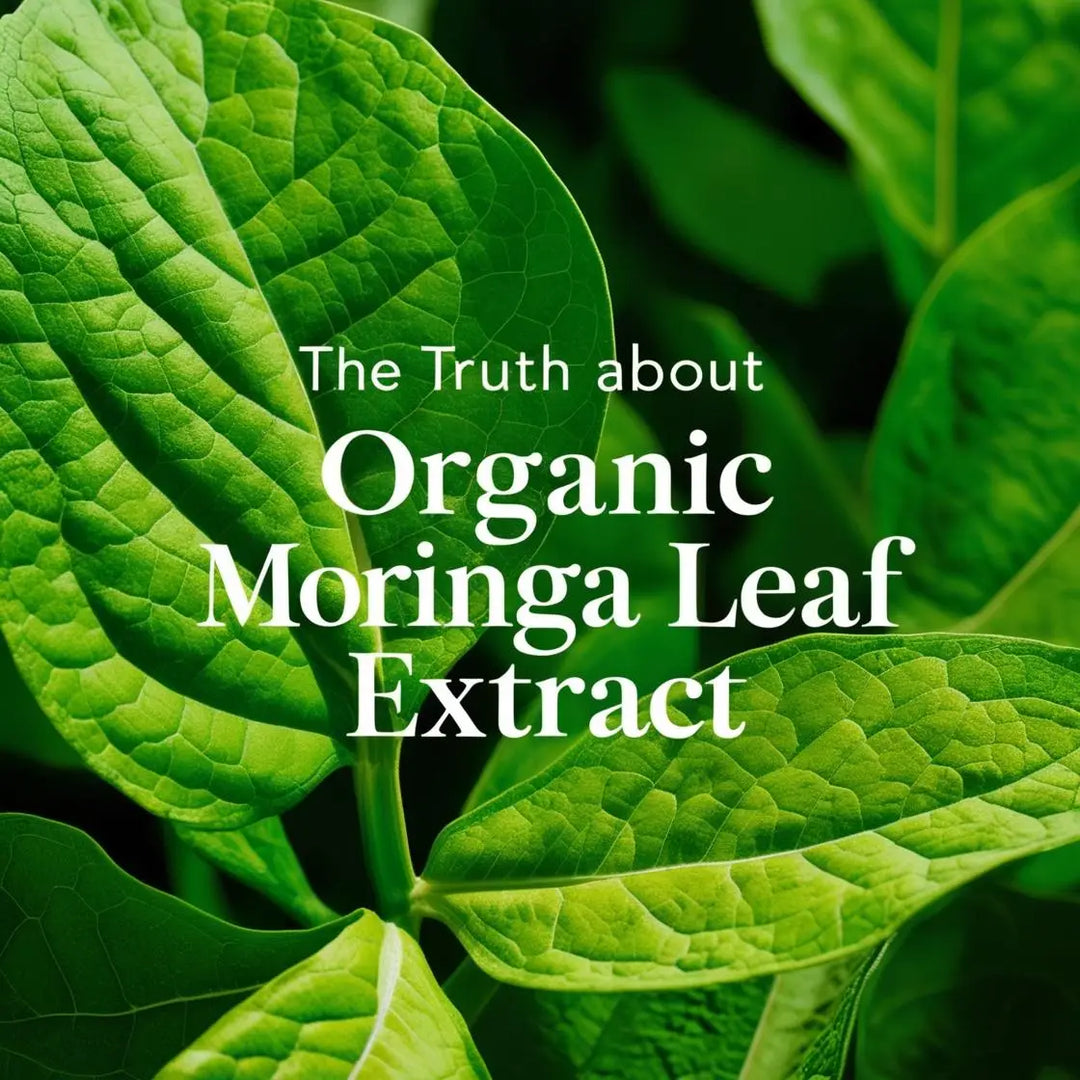 The Truth About Organic Moringa Leaf Extract | Herbal Goodness
