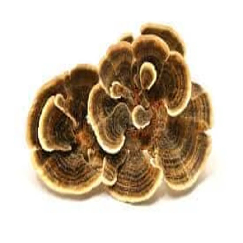 Turkey Tail Mushroom: The Superfood Mushroom for Immune Support and Gut Health