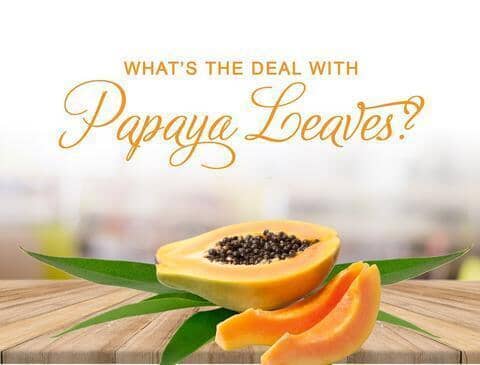 What’s the Deal with Papaya Leaves?  | Herbal Goodness