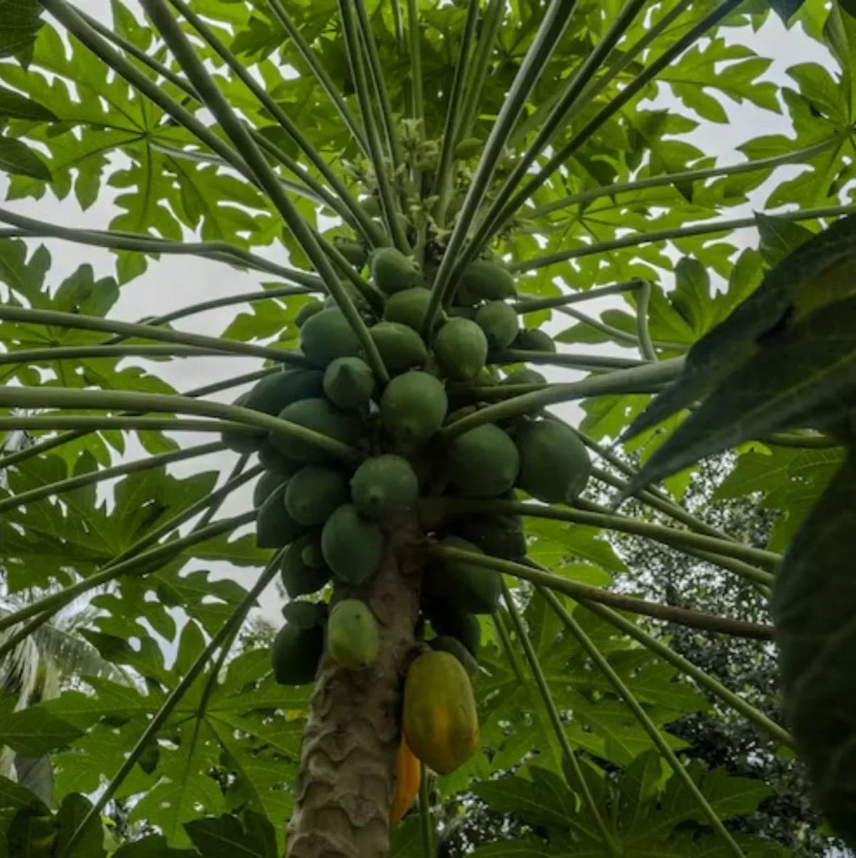 What’s the Deal with Papaya Leaves?  | Herbal Goodness