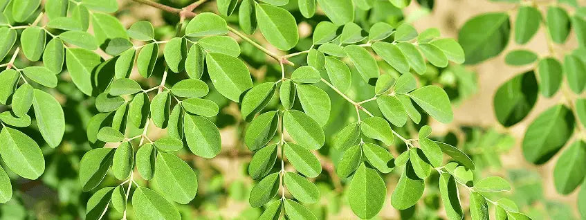 Moringa