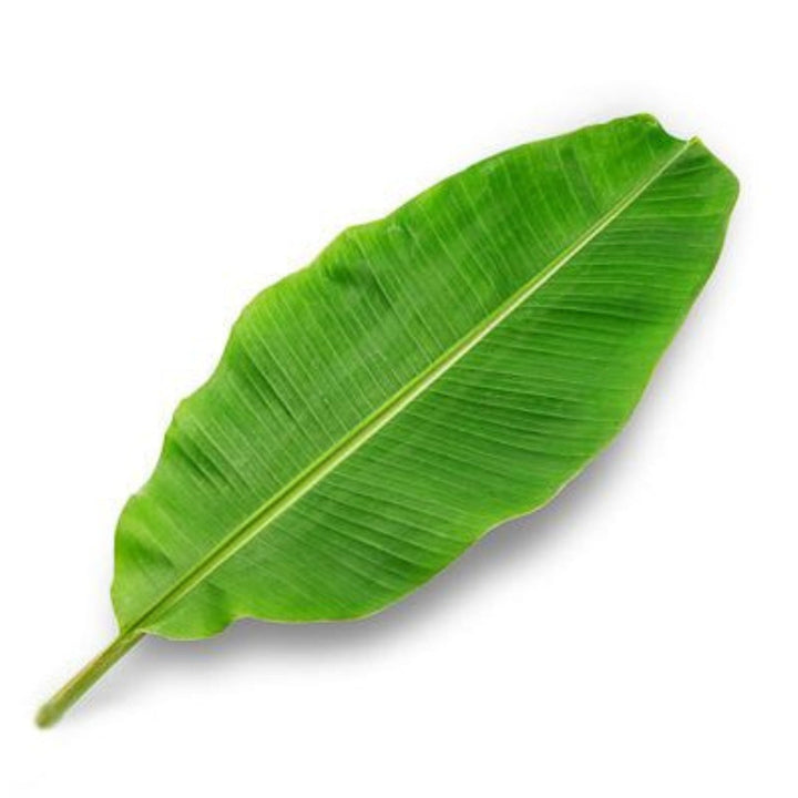 Bright green Banana Leaf with central vein, ideal for witch hazel and burdock root herbs