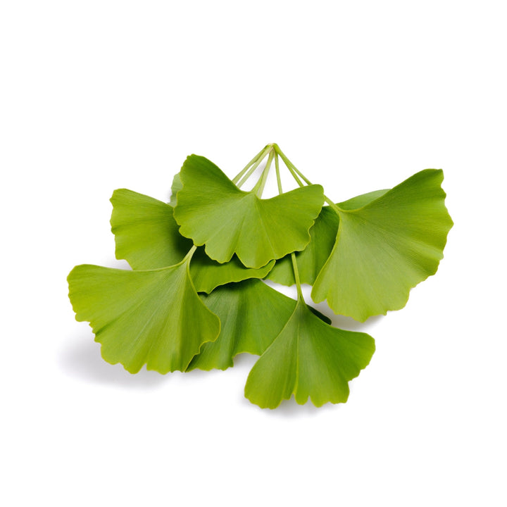 Bright green Ginkgo Biloba leaves on Bulk Herbs & Roots with Witch Hazel benefits